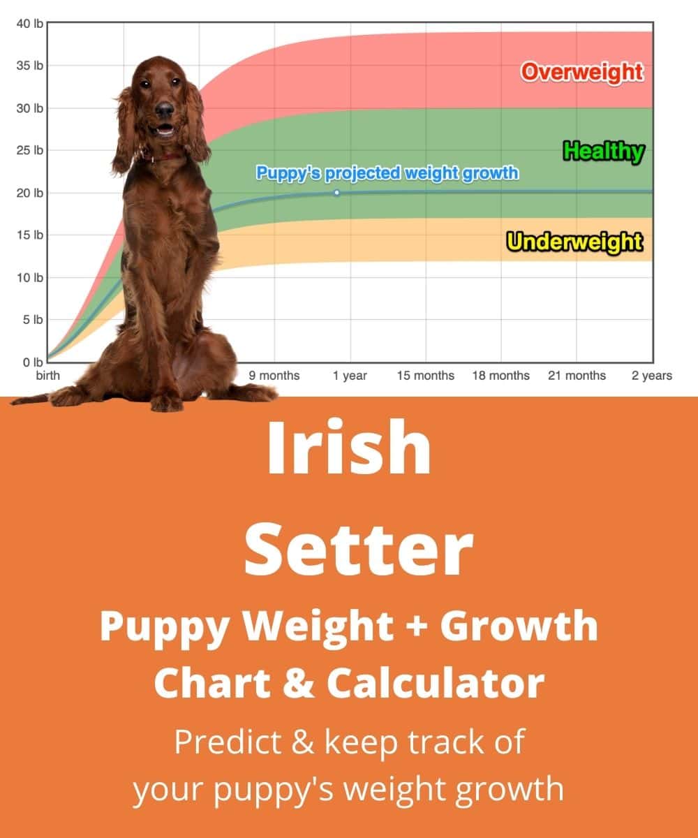 irish-setter Puppy Weight Growth Chart